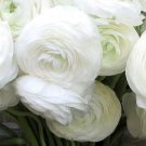 WHORLED WHITE PERSIAN BUTTERCUP RANUNCULUS FLOWER 15 US SEEDS