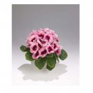 25 US SEEDS BI COLOR PINK EMPRESS GLOXINIA FLOWER