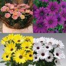 20 US SEEDS MIX OSTEOSPERMUM FLOWER