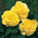 30 US SEEDS GORGEOUS DOUBLE YELLOW BEGONIA FLOWER