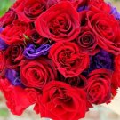 RED AND PURPLE MIX LISIANTHUS FLOWER 20 US SEEDS