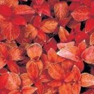 COLEUS WIZARD SUNSET SHADE LOVING FLOWER 50 US SEEDS
