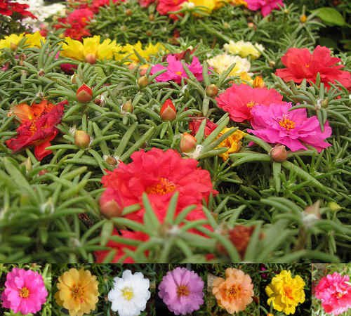 MOSS ROSE MIX PORTULACA SUCCULENT LONG LASTING ANNUAL FLOWER 75 US SEEDS