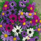 BRACHYCOME SPLENDOR MIX FLOWER 50 US SEEDS