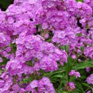 FRAGRANT LIGHT PURPLE PHLOX FLOWER 30 US SEEDS