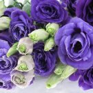 PURPLE AND LIME LISIANTHUS FLOWER 20 US SEEDS MIX