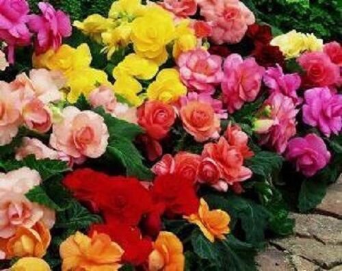 GORGEOUS BEGONIA MIX FLOWER 20 US SEEDSÂ