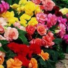 GORGEOUS BEGONIA MIX FLOWER 20 US SEEDS 