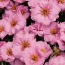 50 US SEEDS SUNDIAL PINK PORTULACA MOSS ROSE FLOWER