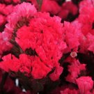 ROSEY RED STATICE FLOWER 50 US SEEDS