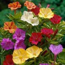25 US SEEDS MIX FLOWER MIRABILIS FOUR O CLOCK