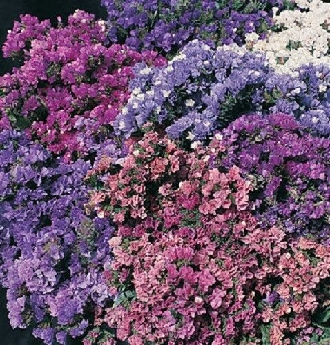 50 US STATICE PACIFIC MIX FLOWER SEEDS