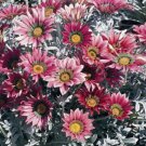 TALENT RED SHADES GAZANIA FLOWER 30 US SEEDS 