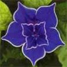 BLUE PICOTEE MORNING GLORY FLOWER 15 US SEEDS