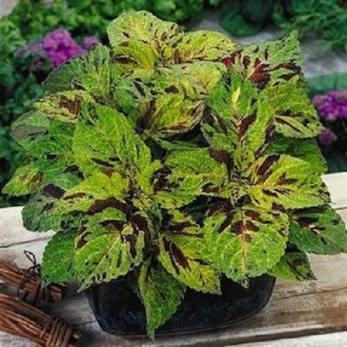 COLEUS WIZARD MOSIAC SHADE LOVING FLOWER 50 US SEEDS