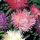 OSTRICH PLUME ASTER CUT FLOWER ASSORTMENT MIX FLOWER 40 US SEEDS