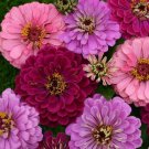 ZINNIA ART DECO FLOWER 50 US SEEDS MIX MAROON PINK LAVENDER