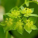 40 US SEEDS FLOWER GREEN GOLD BUPLEURUM