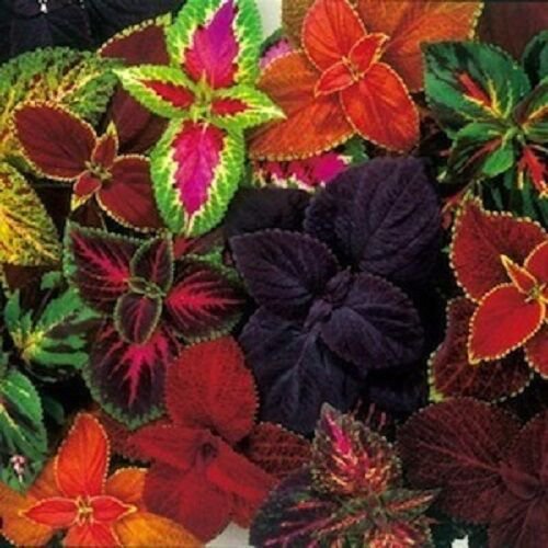 COLEUS RAINBOW MIX SHADE LOVING FLOWER 50 US SEEDS