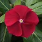 40 US SEEDS FRAGRANT CRANBERRY VINCA FLOWER
