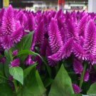 CELOSIA PLUMED FRESH LOOK PURPLE FLAMINGO FLOWER 30 US SEEDS