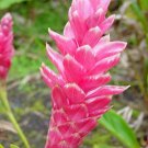 Garden Plant Alpinia Purpurata Tomi Pink Ginger