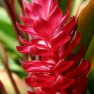 Garden Plant Alpinia Purpurata Rosey Dawn