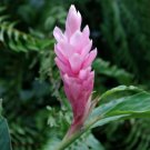 Garden Plant Alpinia Purpurata Pink Ginger