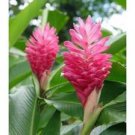 Garden Plant Alpinia Purpurata Kimi Ginger