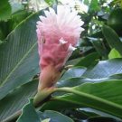 Garden Plant Alpinia Purpurata Jungle Queen Pink