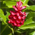 Garden Plant Alpinia Purpurata Dwarf Red