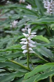 Garden Plant Alpinia Narrowleaf Mini Shell