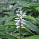 Garden Plant Alpinia Narrowleaf Mini Shell