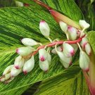Garden Plant Alpinia Chinese Beauty Shell Tigers Eye