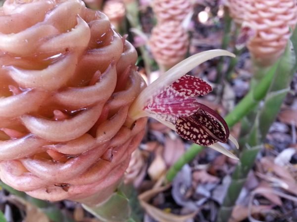 Garden Plant Zingiber Spectablis Pink Maraca