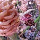 Garden Plant Zingiber Spectablis Pink Maraca