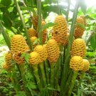 Garden Plant Zingiber Spectablis Jungle Drum