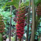 Garden Plant Zingiber Neglectum Pagoda Jewel