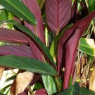Garden Plant Stromanthe Sanguinea Marantacea