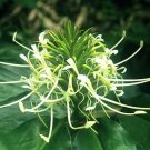 Garden Plant Hedychium Thrysiforme Frilly White Ginger