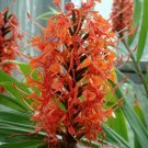 Garden Plant Hedychium Tangerine