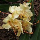 Garden Plant Hedychium Lemon Sherbert