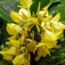 Garden Plant Hedychium Hybrid Tac Moto