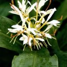Garden Plant Hedychium Hybrid Mutant