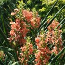 Garden Plant Hedychium Hyb. Palani
