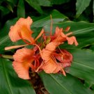 Garden Plant Hedychium Greenii