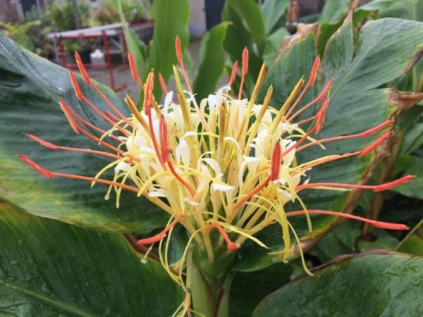 Garden Plant Hedychium Ellipticum