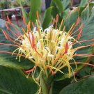 Garden Plant Hedychium Ellipticum