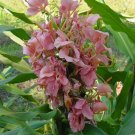 Garden Plant Hedychium Elizabeth