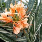 Garden Plant Hedychium Dr. Moy